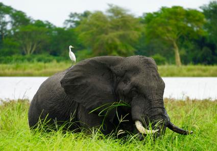 Elefant in Malawi_6_2.jpg